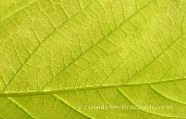 photo of Leaf close-up